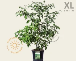 Cornus controversa - XL