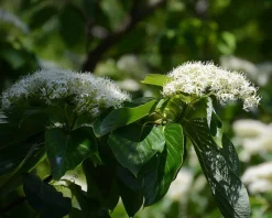 Cornus controversa - XL