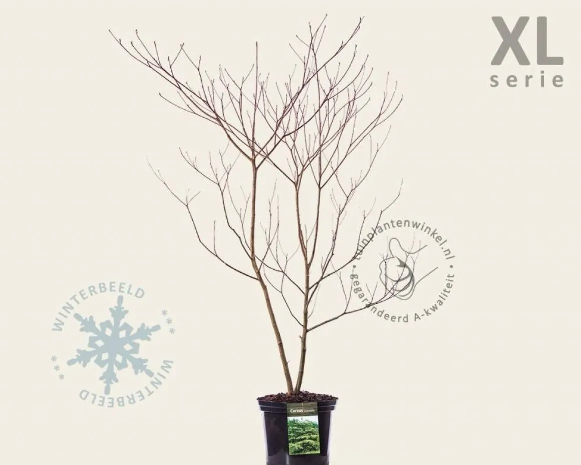 Cornus controversa - XL