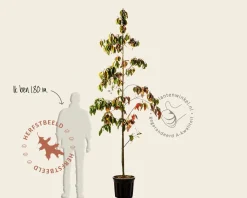 Cornus 'Eddie's White Wonder' - beveerd