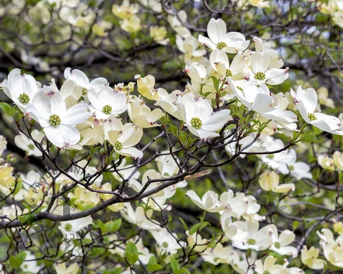 Cornus florida