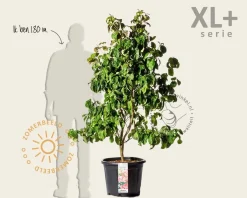Cornus florida 'Cherokee Chief' - XL+