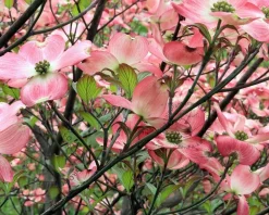 Cornus florida 'Cherokee Chief' - XL