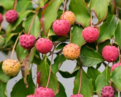 Cornus kousa 'China Girl'