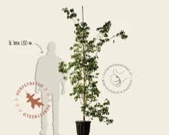Cornus Kousa 'China Girl' - beveerd
