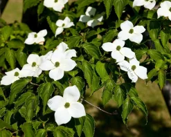 Cornus kousa 'China Girl' - beveerd