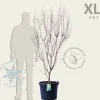 Cornus kousa 'China Girl' - XL+