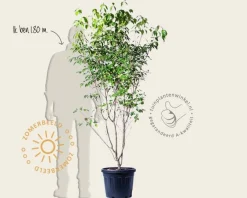 Cornus kousa 'China Girl' - XL+