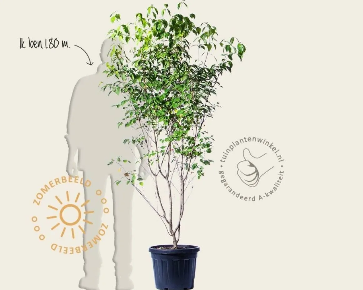 Cornus kousa 'China Girl' - XL+