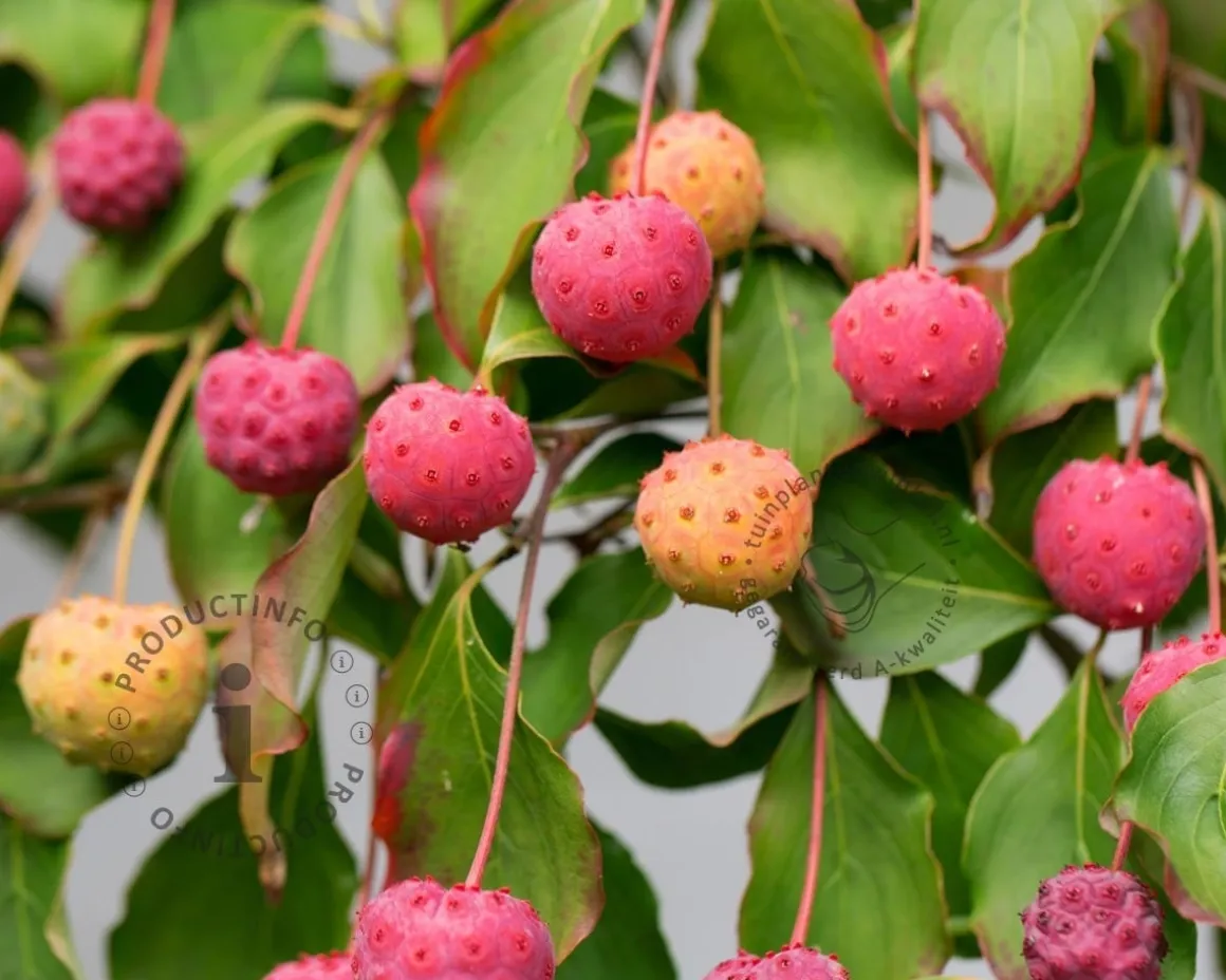 Cornus kousa 'China Girl' - XL+