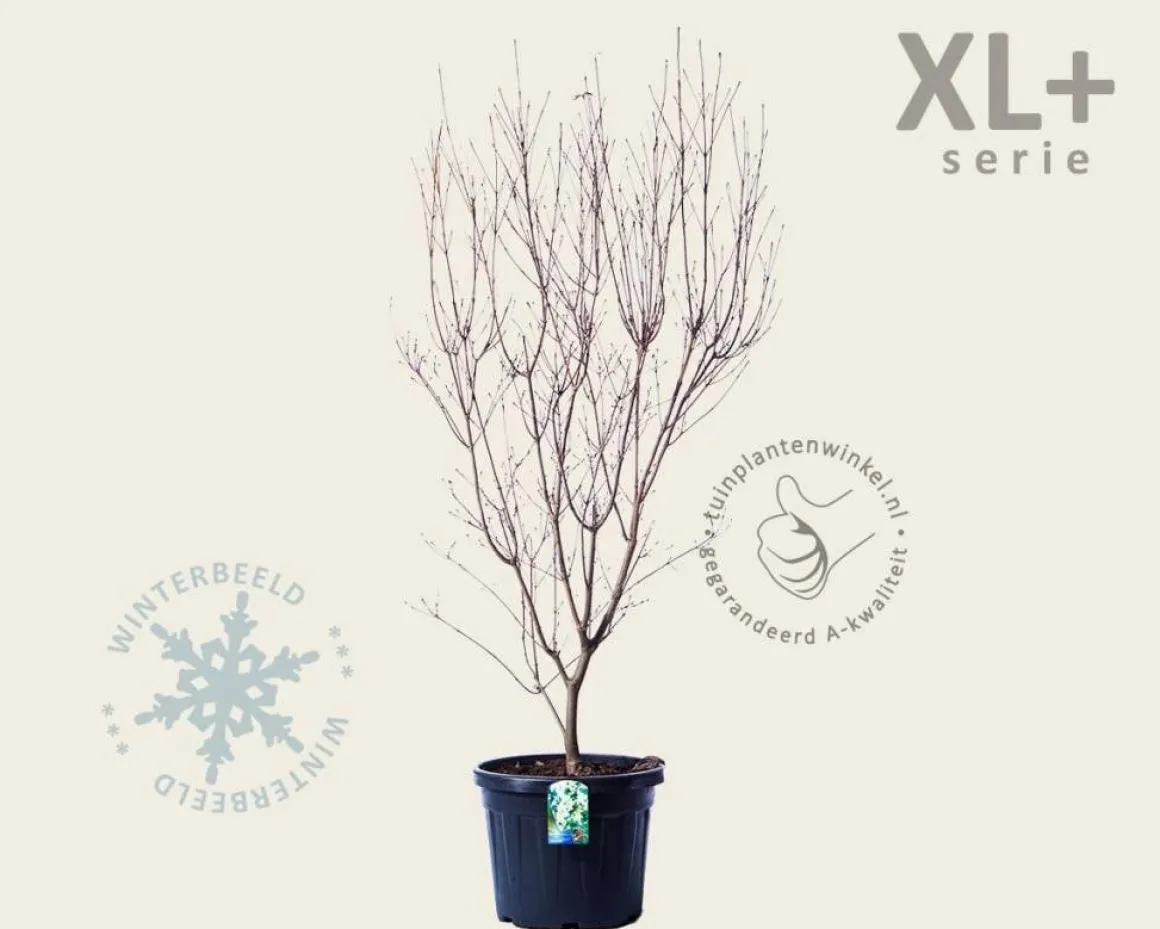 Cornus kousa 'China Girl' - XL+
