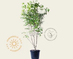 Cornus kousa 'China Girl' - XL+