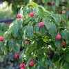 Cornus kousa chinensis