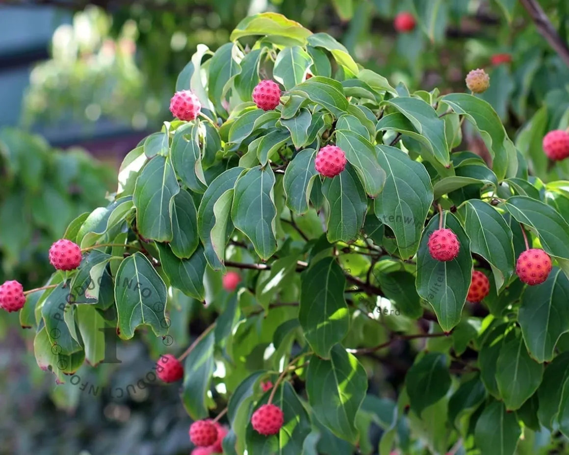 Cornus kousa chinensis