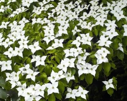 Cornus kousa chinensis