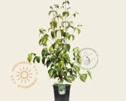 Cornus kousa chinensis