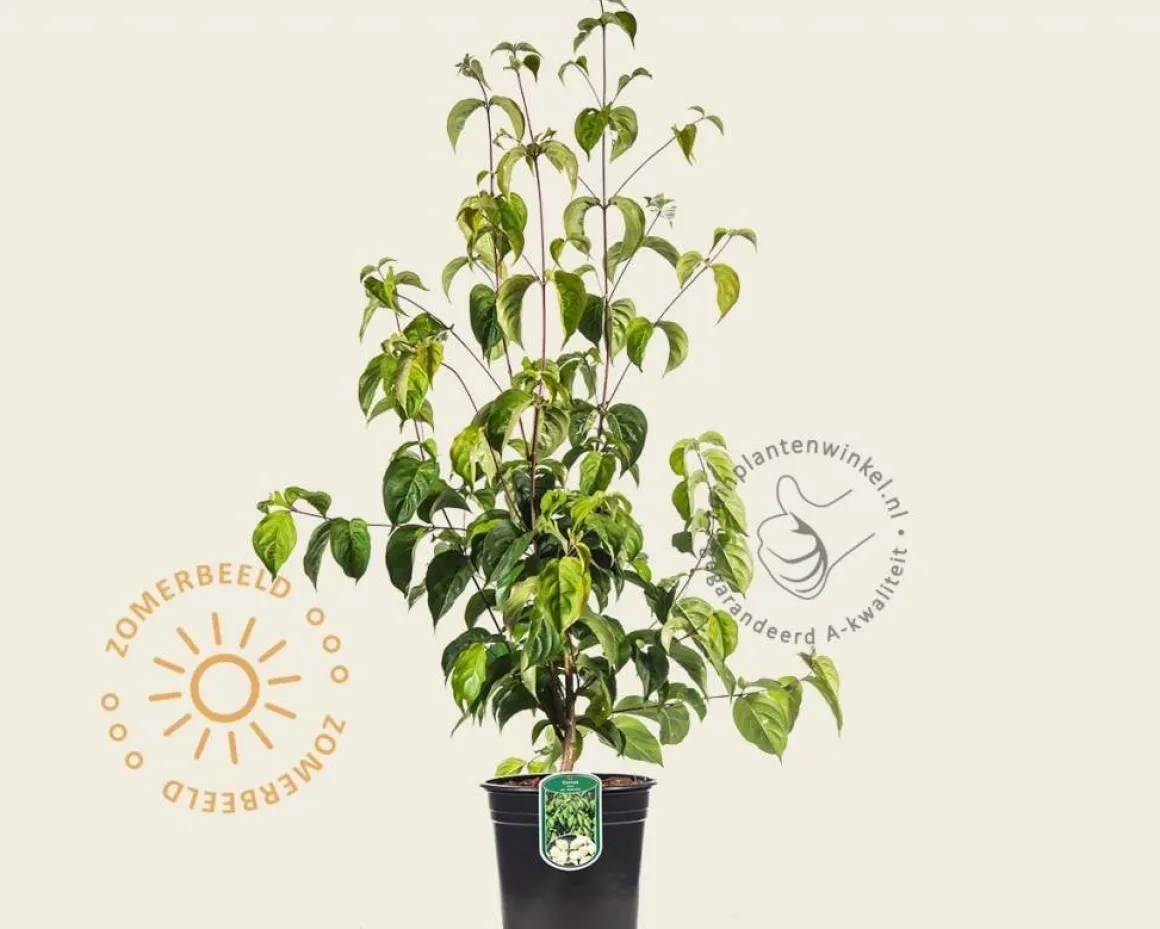 Cornus kousa chinensis