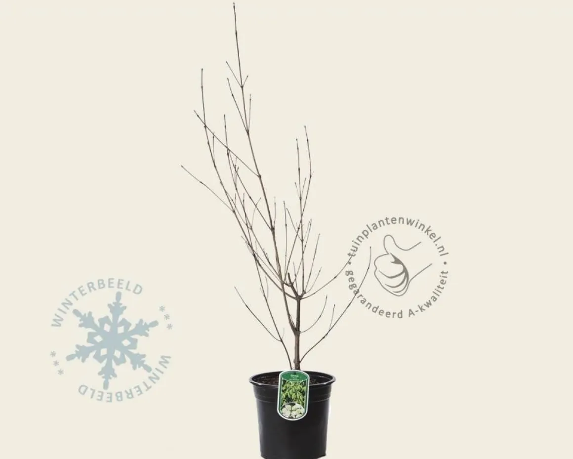 Cornus kousa chinensis