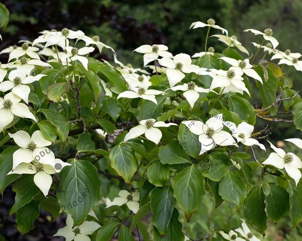 Cornus kousa chinensis