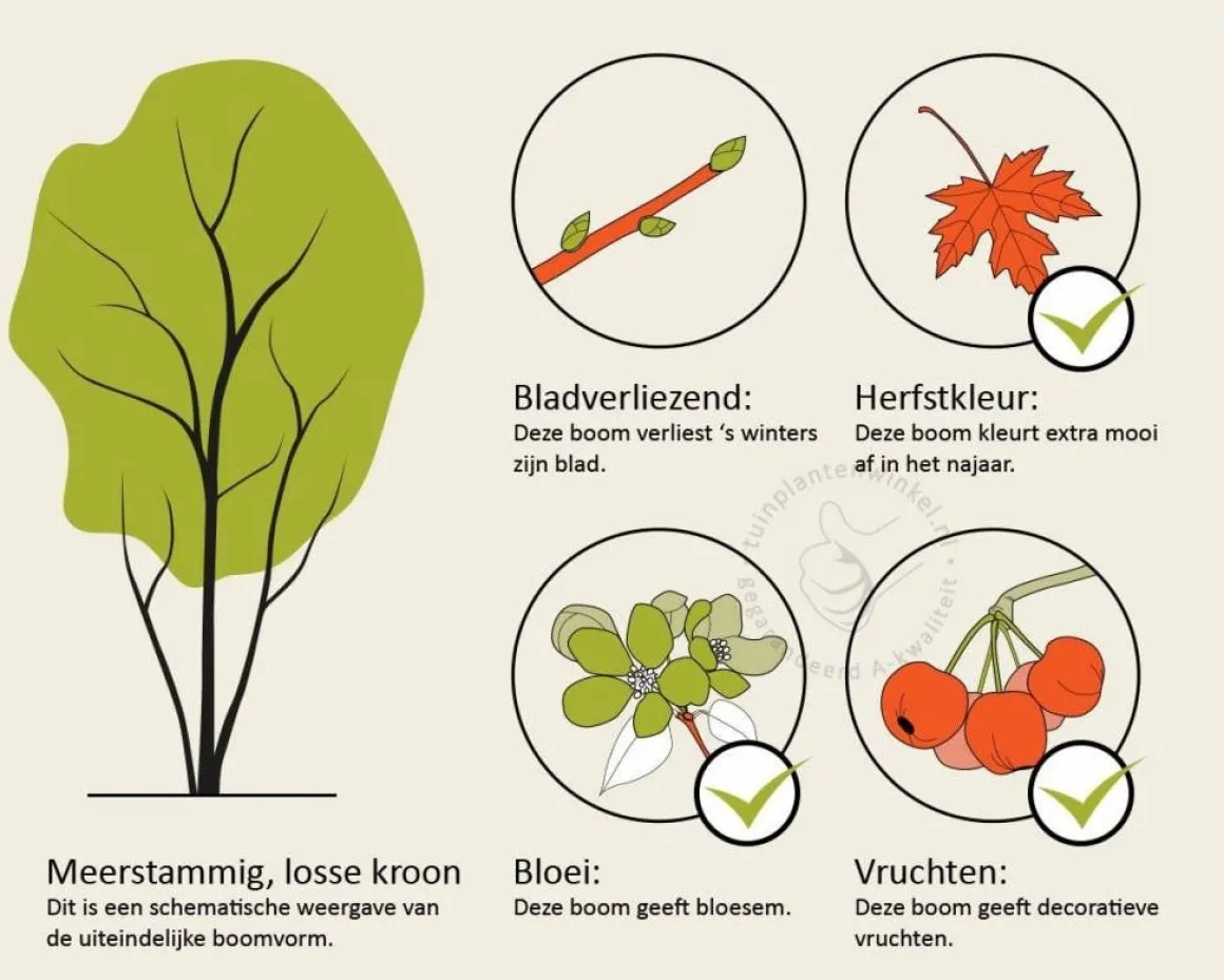 Cornus kousa chinensis - beveerd