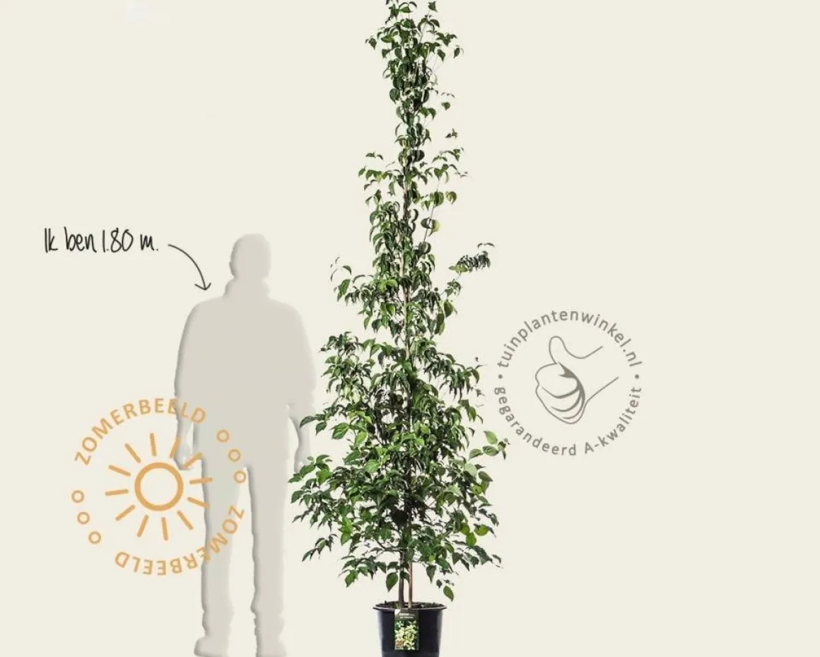 Cornus kousa chinensis - beveerd