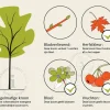 Cornus kousa chinensis - hoogstam