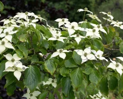 Cornus kousa chinensis - hoogstam