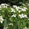 Cornus kousa chinensis - XL+