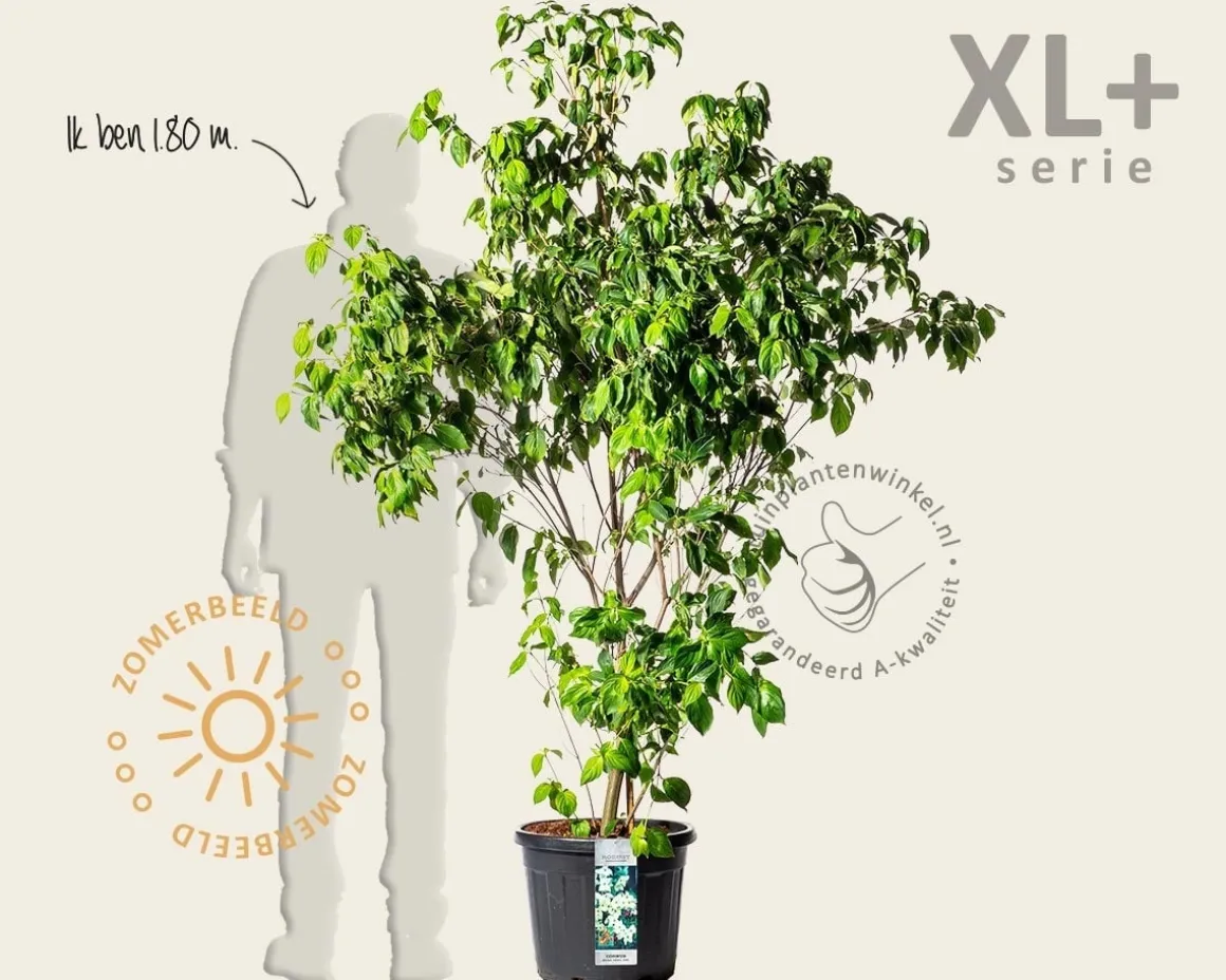 Cornus kousa chinensis - XL+