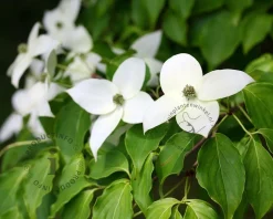 Cornus kousa 'Milky Way'