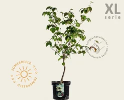 Cornus kousa 'Milky Way' - XL
