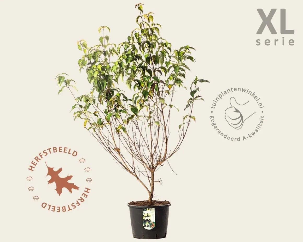 Cornus kousa 'Milky Way' - XL
