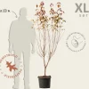 Cornus kousa 'Milky Way' - XL+