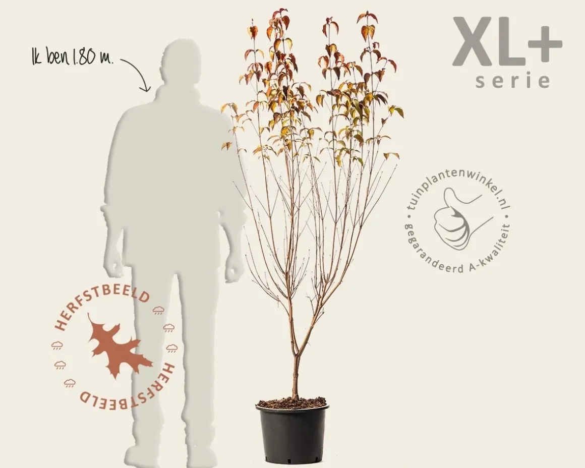 Cornus kousa 'Milky Way' - XL+