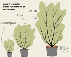 Cornus kousa 'Milky Way' - XL+