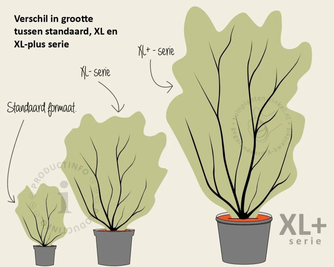Cornus kousa 'Milky Way' - XL+