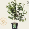 Cornus kousa 'Satomi' - XL