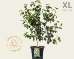 Cornus kousa 'Satomi' - XL