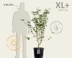 Cornus kousa 'Satomi' - XL+