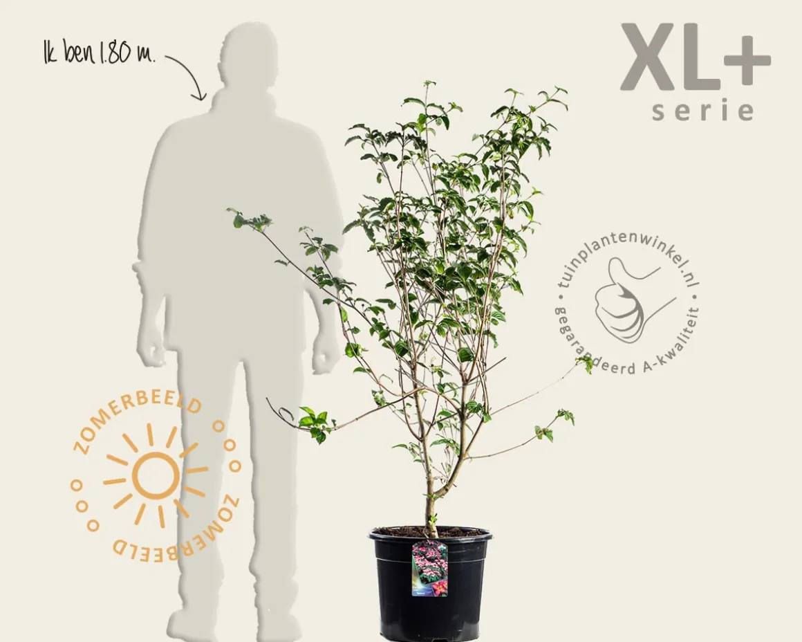 Cornus kousa 'Satomi' - XL+
