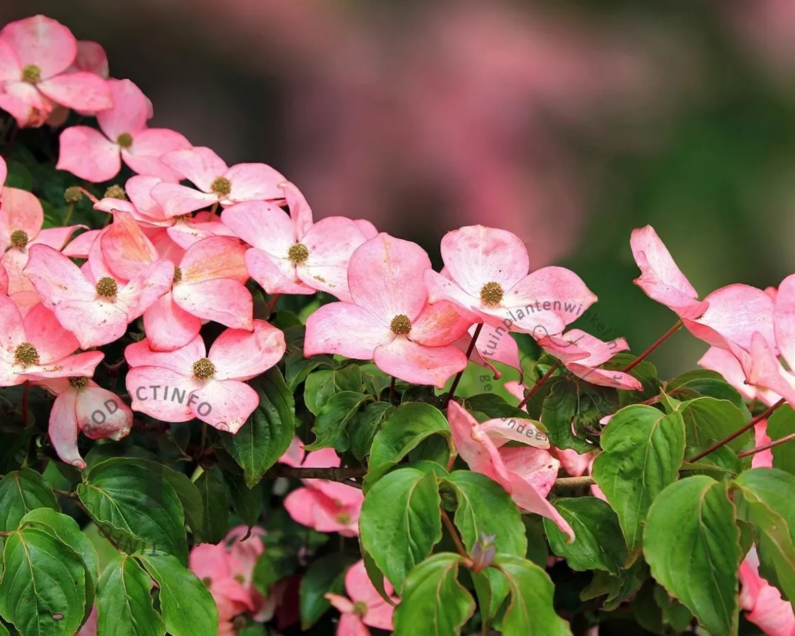 Cornus kousa 'Satomi' - XL+