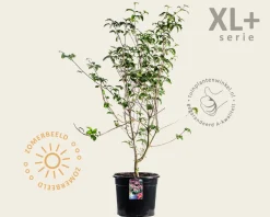 Cornus kousa 'Satomi' - XL+