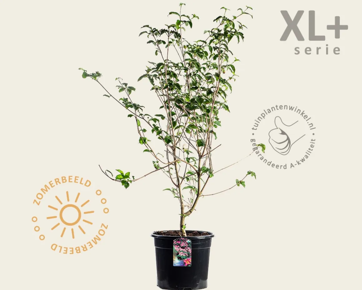 Cornus kousa 'Satomi' - XL+