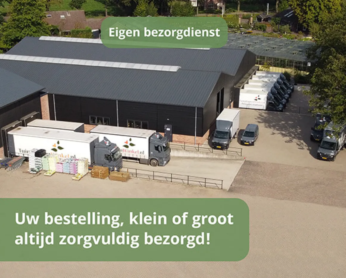 Cornus kousa 'Satomi' - XL+