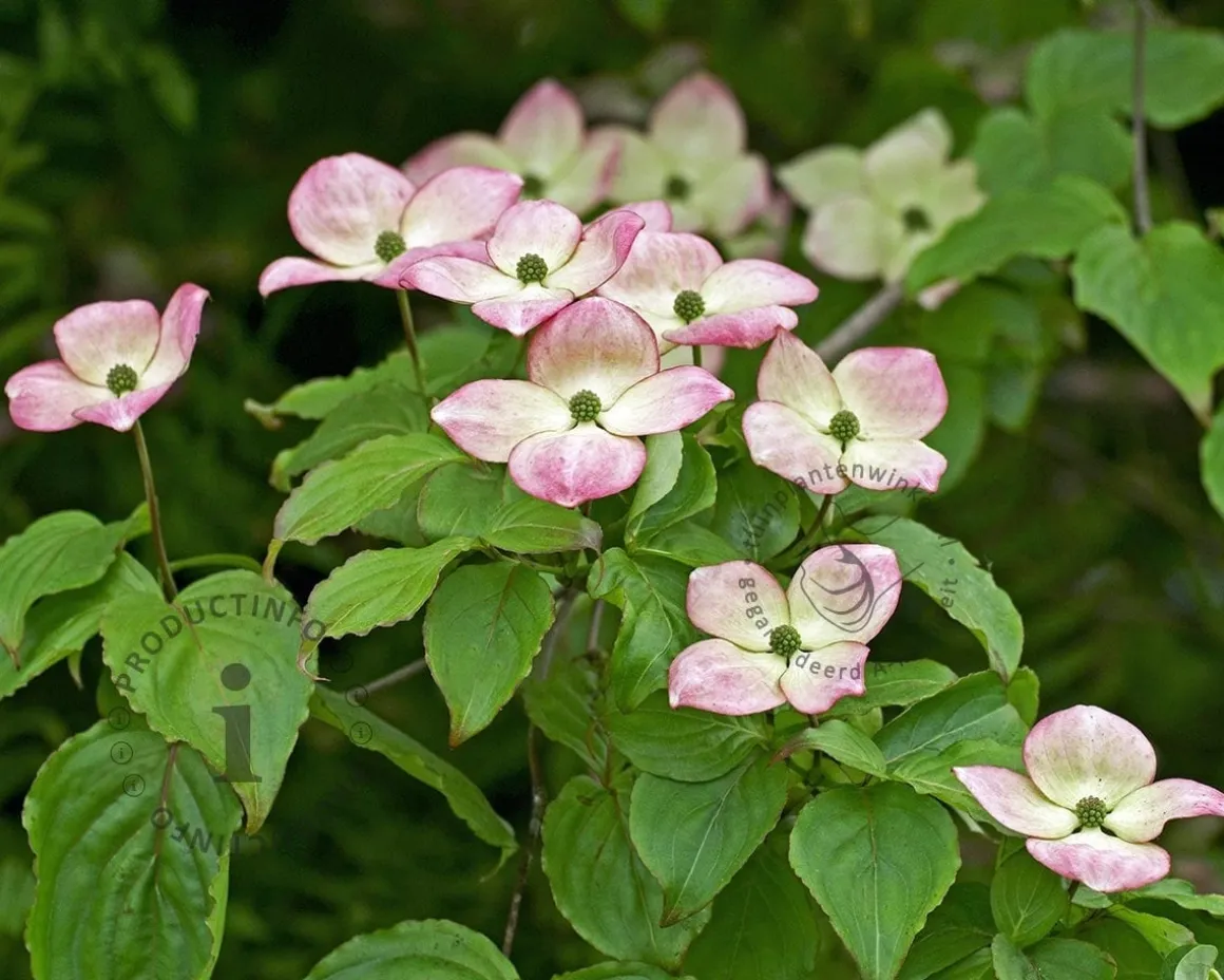 Cornus kousa 'Wieting's Select'