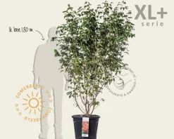 Cornus kousa - XL+