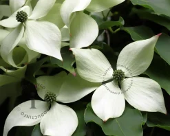Cornus kousa - XL+