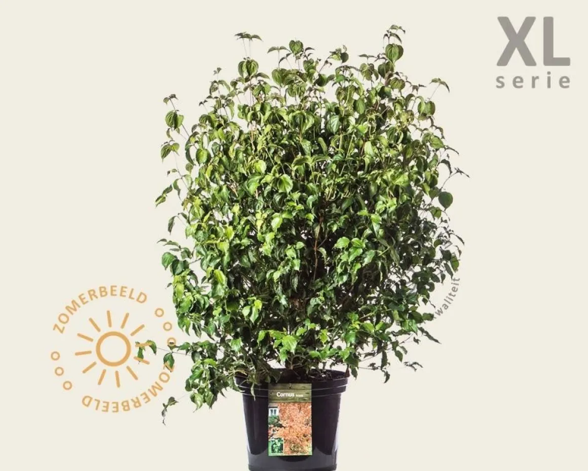 Cornus kousa - XL