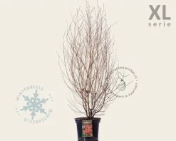 Cornus kousa - XL