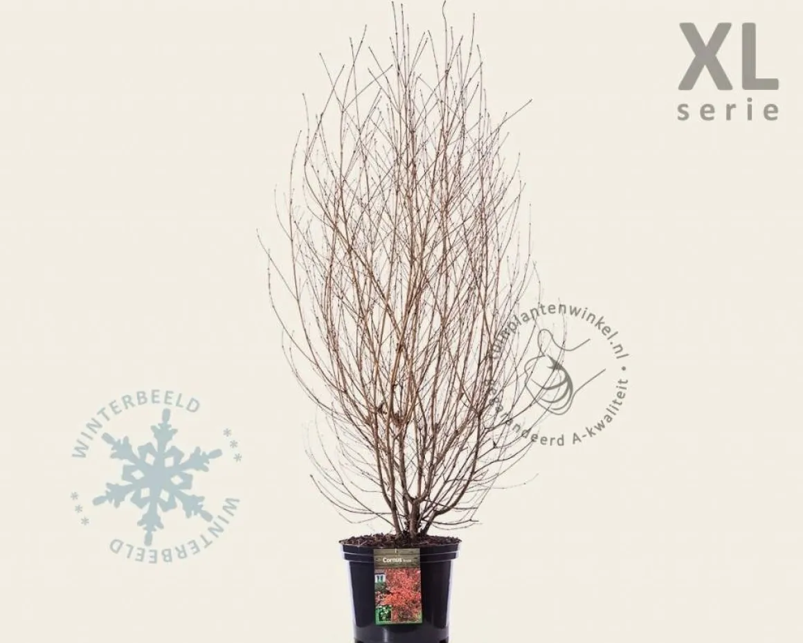 Cornus kousa - XL